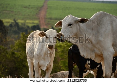 the small calf of the Brazilian nelore cow