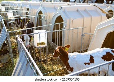 Small Calf Farm, Cow Farm