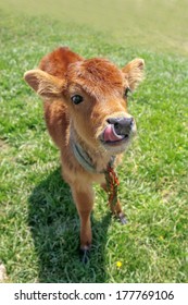 small calf on green field - Shutterstock ID 177769106