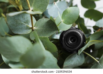 Small camera hidden in green houseplant foliage, closeup