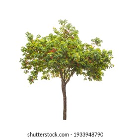 Small Camphor Tree Isolated On White Background