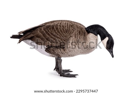 Small Canadian Goose, standing side ways. Head bowed down towards ground. Isolated on a white background.