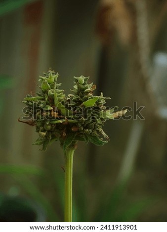 Small cannabis flowers grown outdoors in Thailand