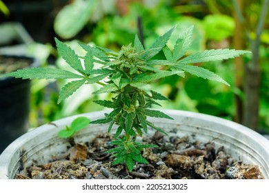 A Small Cannabis Plant Is Blooming.