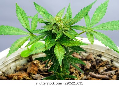 A Small Cannabis Plant Is Blooming.