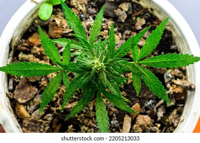 A Small Cannabis Plant Is Blooming.