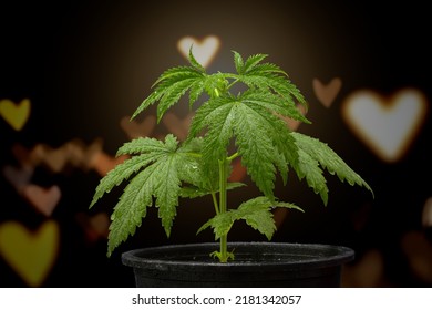 Small Cannabis Plant With Green Leaf On Dark Background.