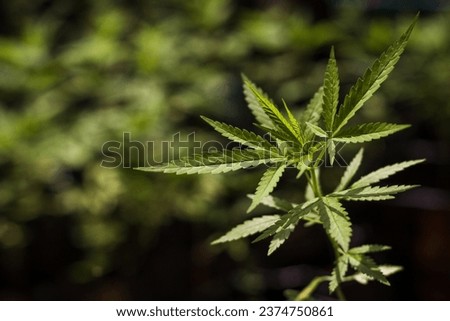 A small cannabis plant growing in a black bag with potting soil. modern agricultural concepts.
