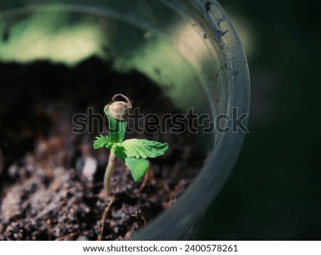 small cannabis plant in a plastic glass