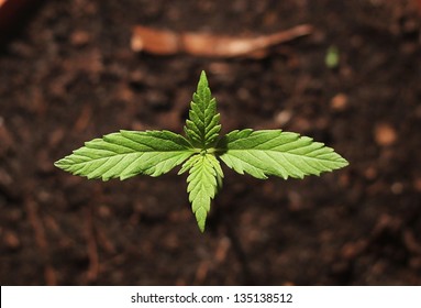 Small Cannabis Plant In A Pot