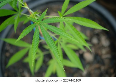 Small Cannabis Plant In A Pot