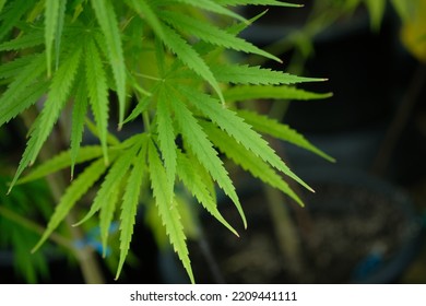 Small Cannabis Plant In A Pot