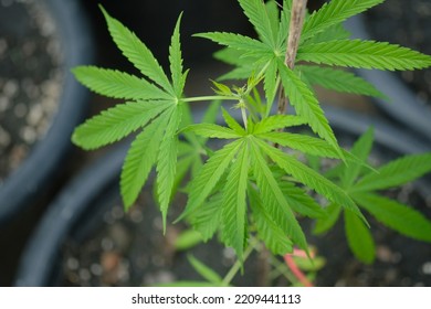 Small Cannabis Plant In A Pot