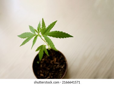 Small Cannabis Plant In Pot Seen From Above On A White Wooden Floor