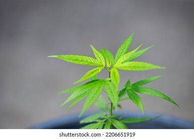 A Small Cannabis Plant That Has Just Been Planted In A Pot.