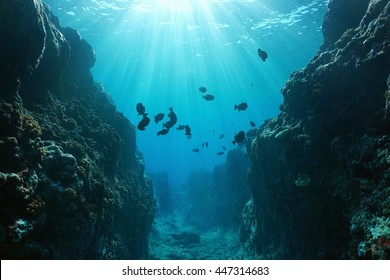 Small canyon underwater carved by the swell into the fore reef with sunlight through water surface, Huahine island, Pacific ocean, French Polynesia - Shutterstock ID 447314683
