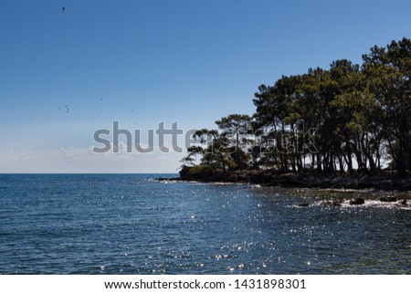 A small cape in a tiny cove of mediterranean sea with italian stone pine grove and hoary ruins. Glints on water. Seagull flock in the sky. A silhouette of seagull with a fish in the beak.