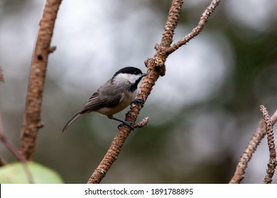 A Small Carolina Chickadee Perched On A Bare Branch In Wilmington, NC