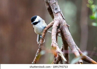 A Small Carolina Chickadee Perched On A Bare Branch In Wilmington, NC