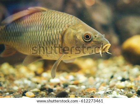 a small carp in a home aquarium
