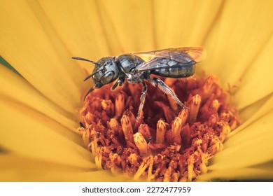 Small Carpenter Bee (Genus Ceratina) pollinating and foraging a yellow-orange calendula flower, Long Island, New York.
