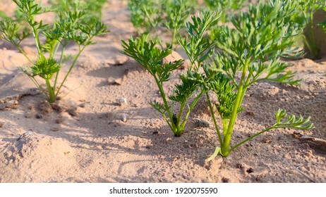 にんじん畑 の写真素材 画像 写真 Shutterstock