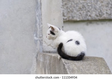Small cat