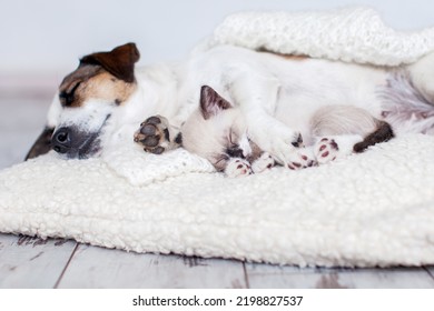 Small Cat And Adult Dog Sleeping In Bed. Kitten And Dog Are Sleeping In  Embrace Under Cozy Blanket