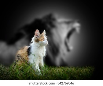 Small Cat With Big Angry Male Lion Shadow