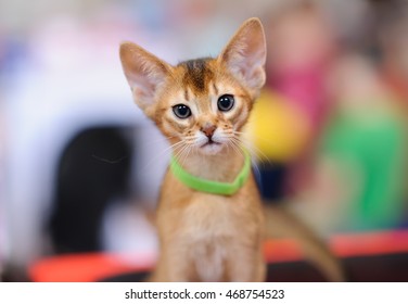 small cat with blurred background