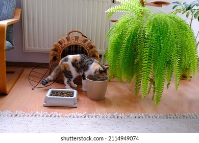 Small Cat Is Drinking Water From Pot. Next To It There Is Bowl With Fodder, Sleeping Basket And Flower Bed With Fern. This Is An Exotic Cat Breed.