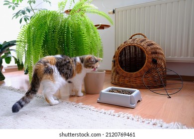 Small Cat Is Drinking Water From Pot. Next To It There Is Bowl With Fodder, Sleeping Basket And Flower Bed With Fern. This Is An Exotic Cat Breed.