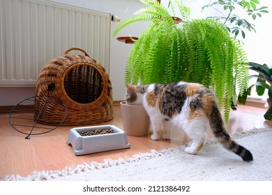 Small Cat Is Drinking Water From Pot. Next To It There Is Bowl With Fodder, Sleeping Basket And Flower Bed With Fern. This Is An Exotic Cat Breed.