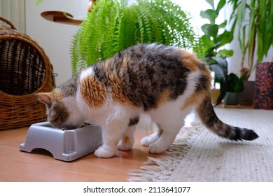 Small Cat Is Eating From Bowl Of Food. Next To It There Is Sleeping Basket And Flower Bed With Fern. This Is An Exotic Cat Breed.