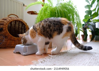 Small Cat Is Eating From Bowl Of Food. Next To It There Is Sleeping Basket And Flower Bed With Fern. This Is An Exotic Cat Breed.