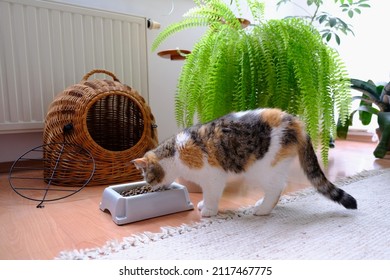 Small Cat Is Eating From Bowl Of Food. Next To It There Is Sleeping Basket And Flower Bed With Fern. This Is An Exotic Cat Breed.