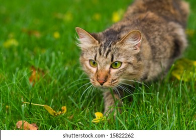 small cat is hunting on green grass