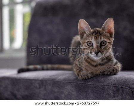 A small cat is lying on a sofa chair, its gaze is imposing.
