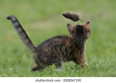Small cat playing with a mouse