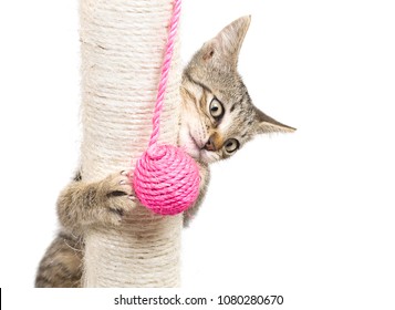 24,480 Cat playing with ball Images, Stock Photos & Vectors | Shutterstock