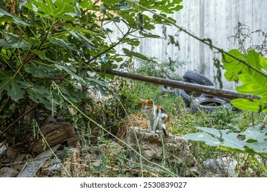 A small cat sits among overgrown plants and debris, framed by tires and a rusty metal pipe during daytime - Powered by Shutterstock