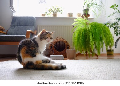 Small Cat Is Sitting In Center Of Room. There Is Sleeping Basket, Bowl With Fodder And Flower Bed With Fern. This Is An Exotic Cat Breed.