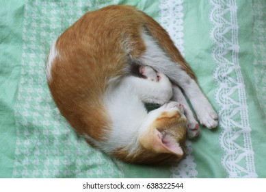 cat sleeping ball