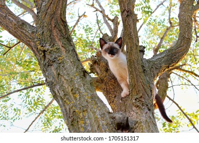 small cat stuck in a tree