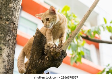 Small Cat Stuck In A Tree