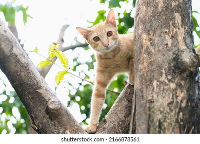 Small Cat Stuck In A Tree