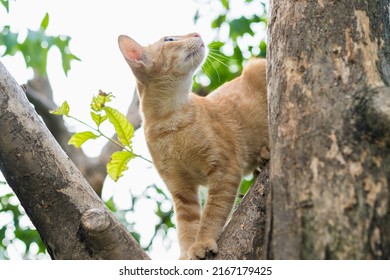 Small Cat Stuck In A Tree