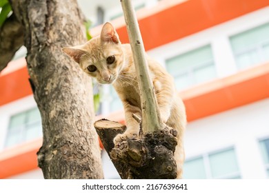 Small Cat Stuck In A Tree