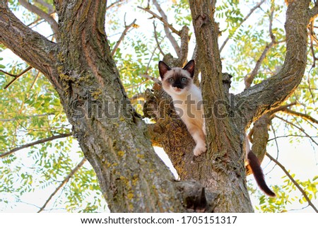 small cat stuck in a tree