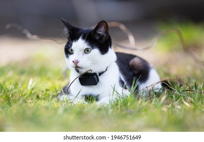 Small Cat Wearing Gps Tracker Outdoors, Selective Focus On Eyes